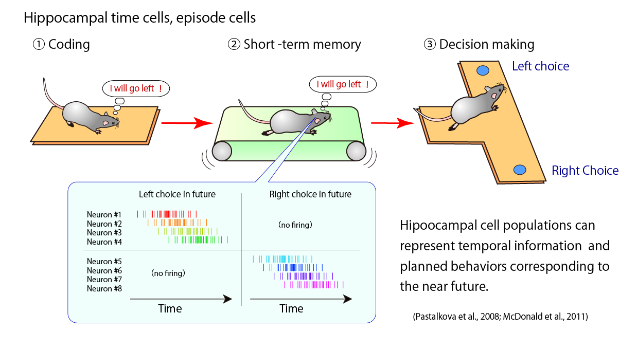 The mechanisms of temporal measurement by hippocampal cell assembly sequences